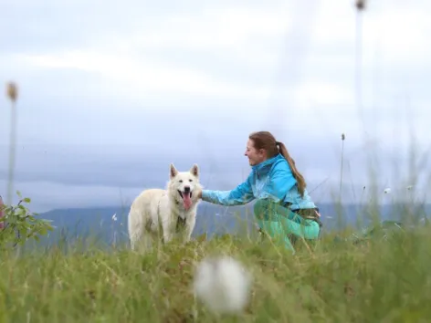 Dame som koser med en husky w Krakowie